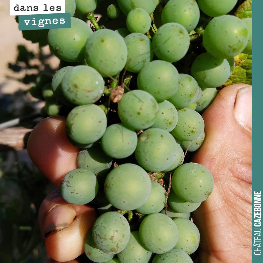 Grappe de sauvignon gris dans notre parcelle de médecine. Cela fait plaisir à voir. Encore quelques semaines et on pourra vendanger.
On voit une jolie pruine sur ces grappes.
Définition de la Pru...