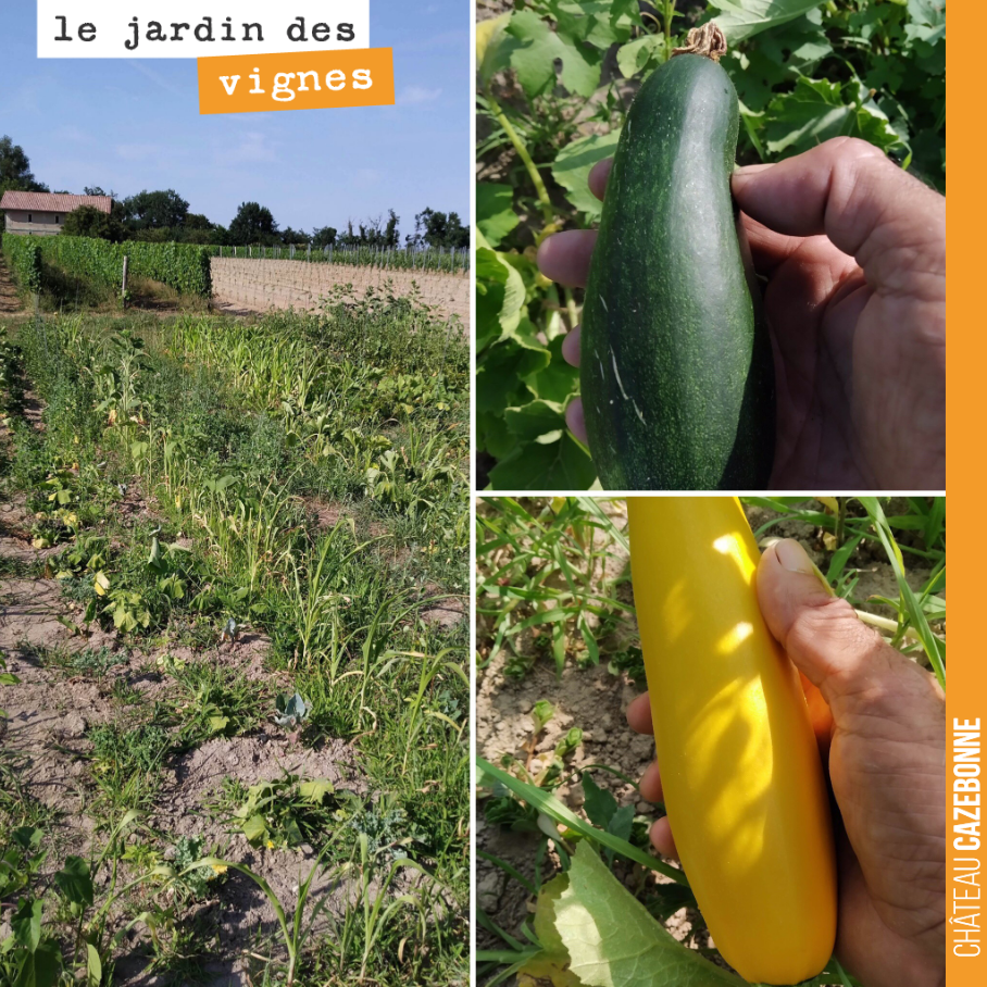 Les légumes souffrent terriblement de la sécheresse au Jardin des vignes. La vigne, mieux enracinée, tient encore le choc. Mais vivement la pluie quand même. Il n’a pas plu ici depuis plus d’un mois.