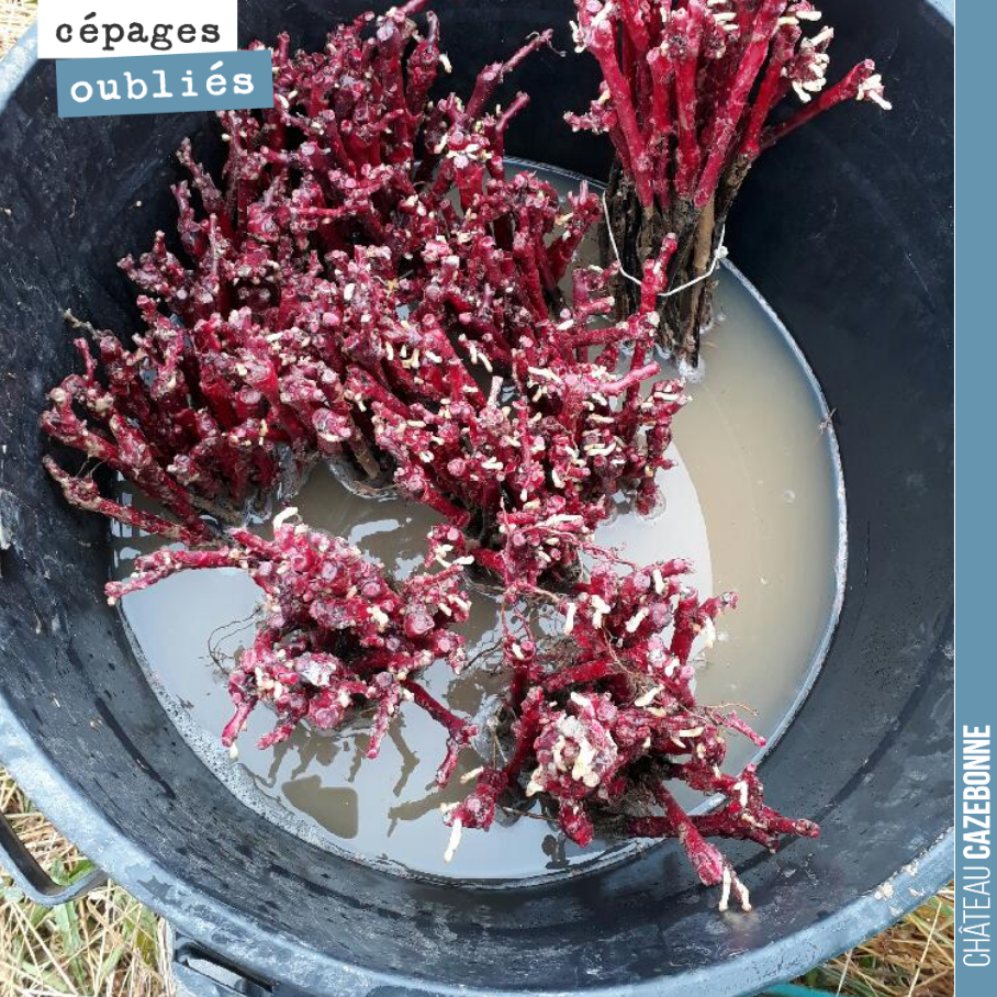 Bien humidifier ses plants avant une plantation, c’est vital. On a fini de planter les rangs dans nos parcelles de cépages oubliés. Nous n’avions pas pu avoir assez de plants l’année dernière.