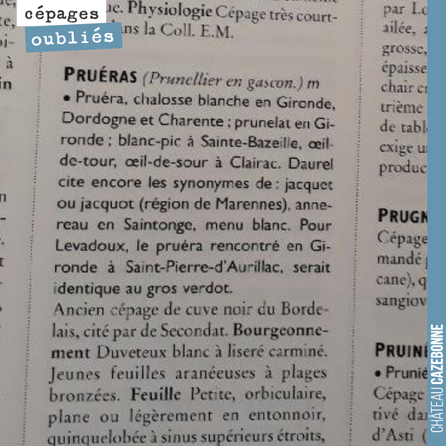 On continue notre travail d’étude dans le Galet sur les cépages oubliés de Bordeaux que nous allons replanter prochainement au domaine.
Ici le cépage Prueras.
Notre objectif replanter et vinifier...