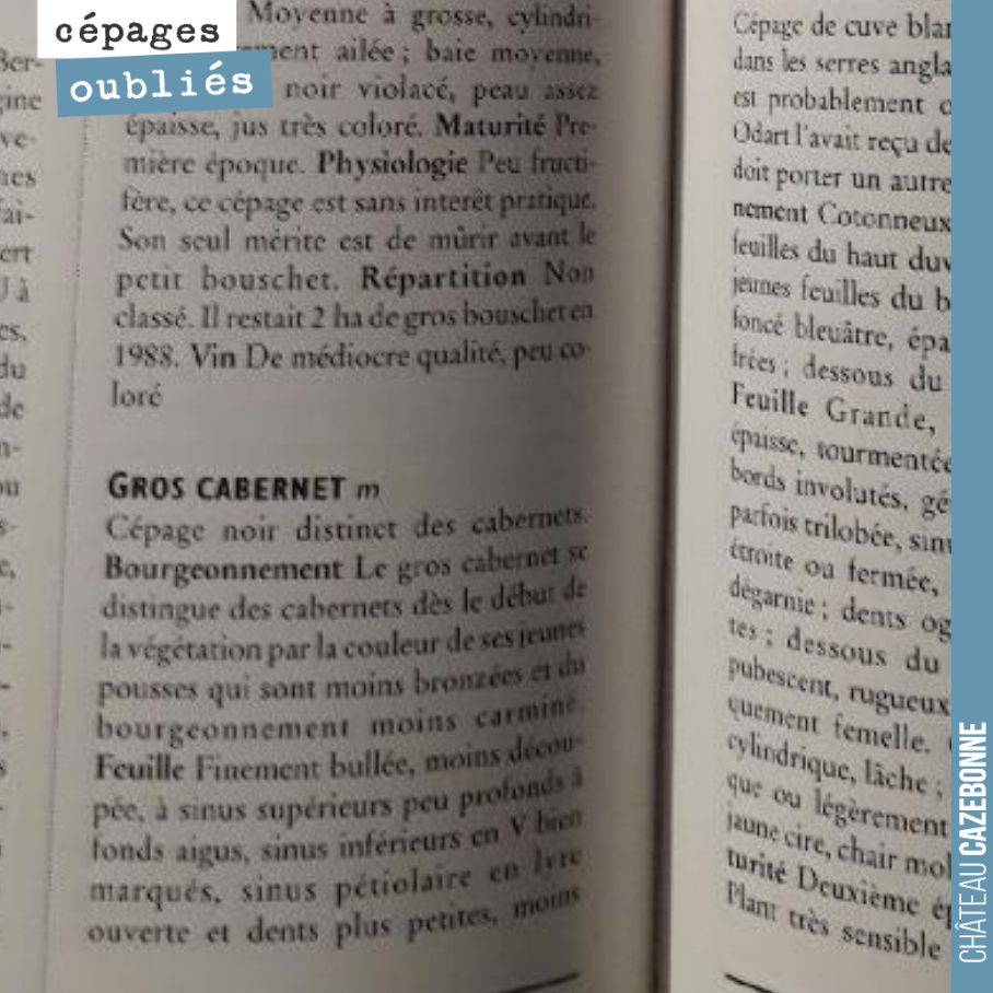 Saviez vous qu’il existait un cépage appelé Gros cabernet, autrefois planté à Bordeaux. C’est un cépage qui se récolte en même temps que le cabernet franc. Ce cépage n’est pas autorisé ni pour vend...