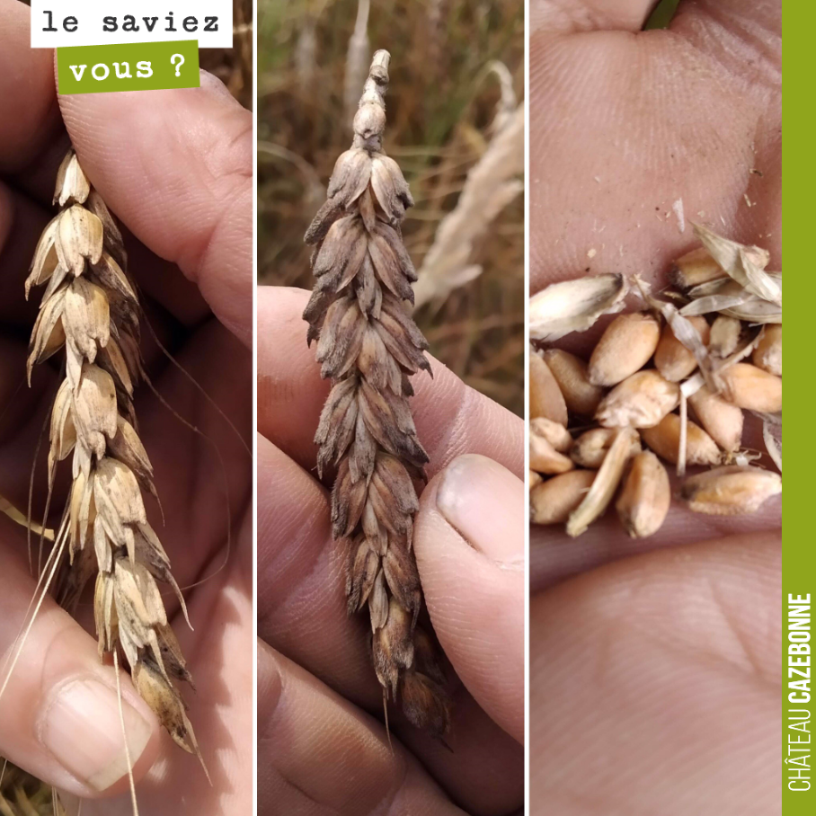 Qu’elles sont belles ces variétés de blés anciens ! On moissonne dans la semaine dès que l’entrepreneur peut venir ! On va faire d’excellents pains avec cela.