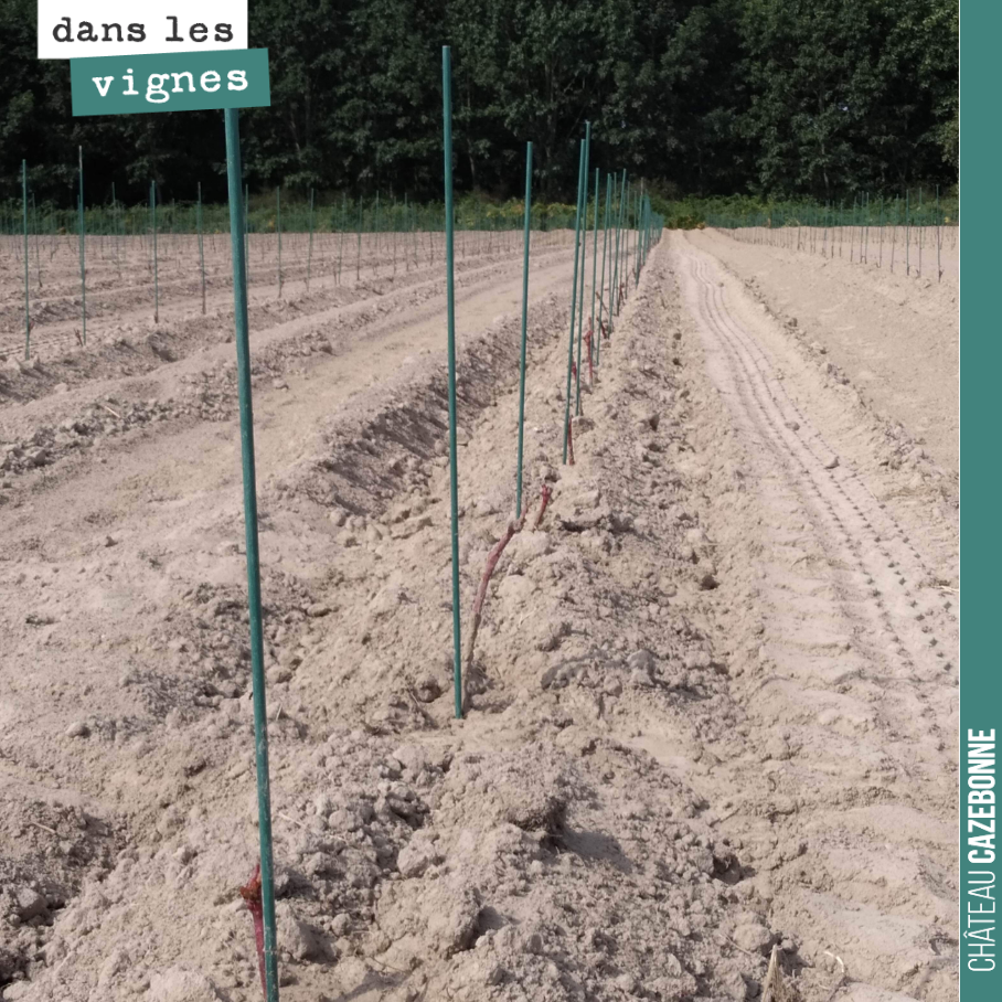 C’est sec, très sec sur les quelques que nous avons complété en plantation de cépages anciens. Il faut arroser tous les deux jours si on veut que les biens survivent. Promis, on ne nous y reprendra...