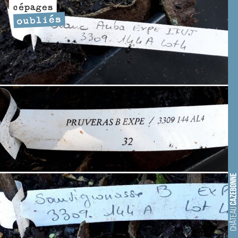 Toujours émouvant de recevoir les plants de cépages oubliés pour la plantation. Ces étiquettes sont comme des actes de naissance.
Ici trois cépages blancs la Sauvignonasse, le prueras et le blanc ...