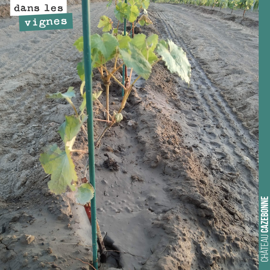 Cette année, on a planté en complément sur des rangs de cépages oubliés, directement des porte-greffes non greffés. Cela nous permettra de surgreffer dans deux ans les cépages souhaités directement...
