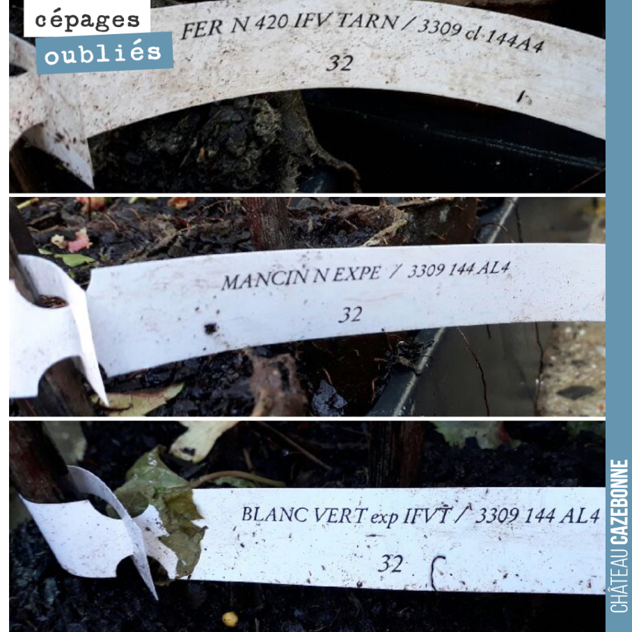 Saviez vous que le fer, le cépage aveyronais, était présent en Gironde au début du 20ème siecle. Comme le Mancin et le blanc verdet qui eux étaient présents dans nos terroirs de Graves.