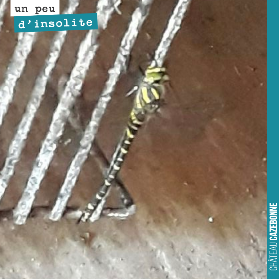 Un joli spécimen de libellule se repose au frais dans notre chai. Alors comme la libellule est notre emblème, on vous la partage même si la qualité de la photo laisse à désirer !