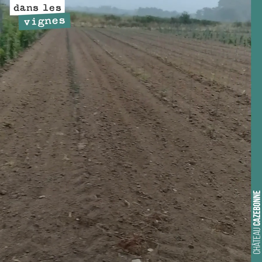 Il pleut enfin après 8 semaines de disette. Cette pluie vaut de l’or. Elle va permettre à nos plantations de cépages oubliés de bien s’enraciner sans arrosage. Elle va aussi permettre la bonne croi...