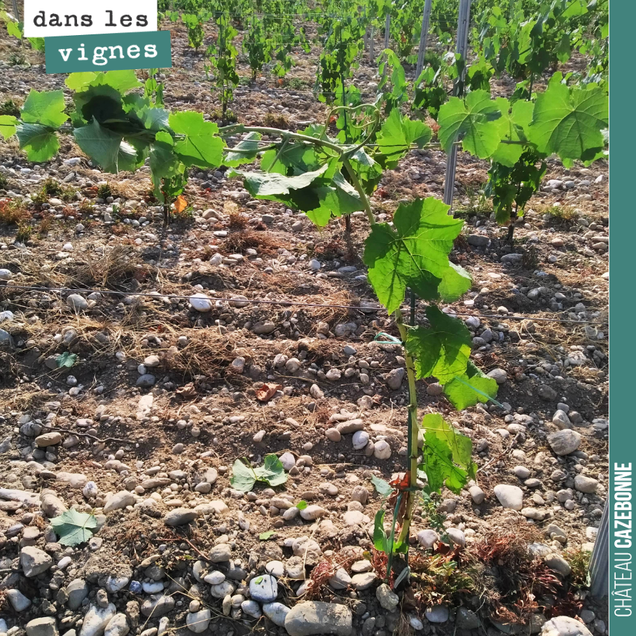 Sur notre plantation de petits verdots de l’année dernière, on attache le mandron au fil. On va former un joli cep. Et ces plantes ne soufrent pas de la chaleur, preuve de leur bon enracinement. Ma...