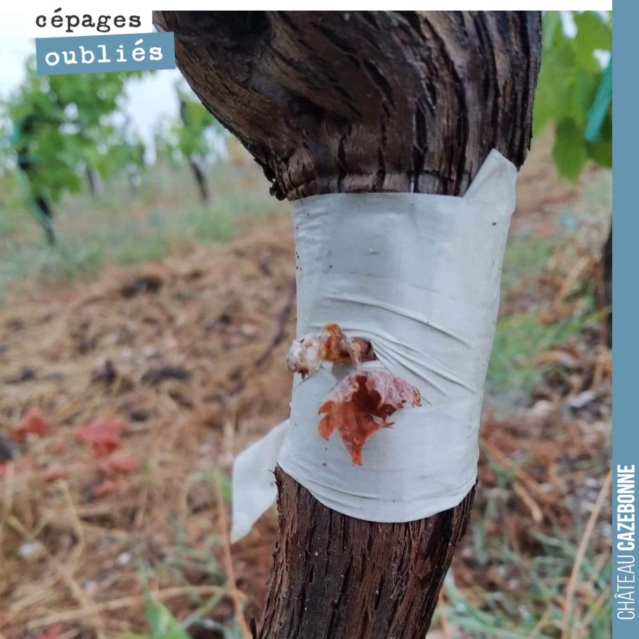 La canicule a eu raison de quelques pieds surgreffés. La greffe était ici bien sortie, mais elle s’est desséchée, à même le pied. Il faudra recommencer l’année prochaine.
Le métier de vigneron néc...