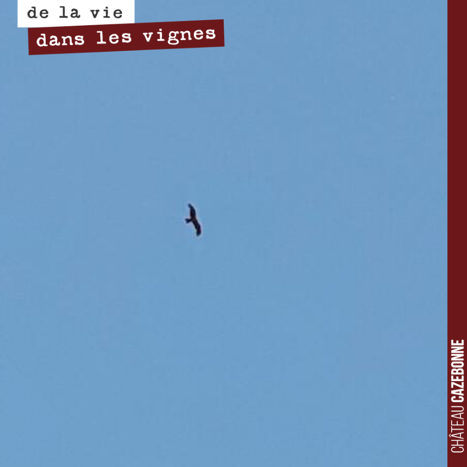 La buse rôde en quête d’un petit mulot à attraper !