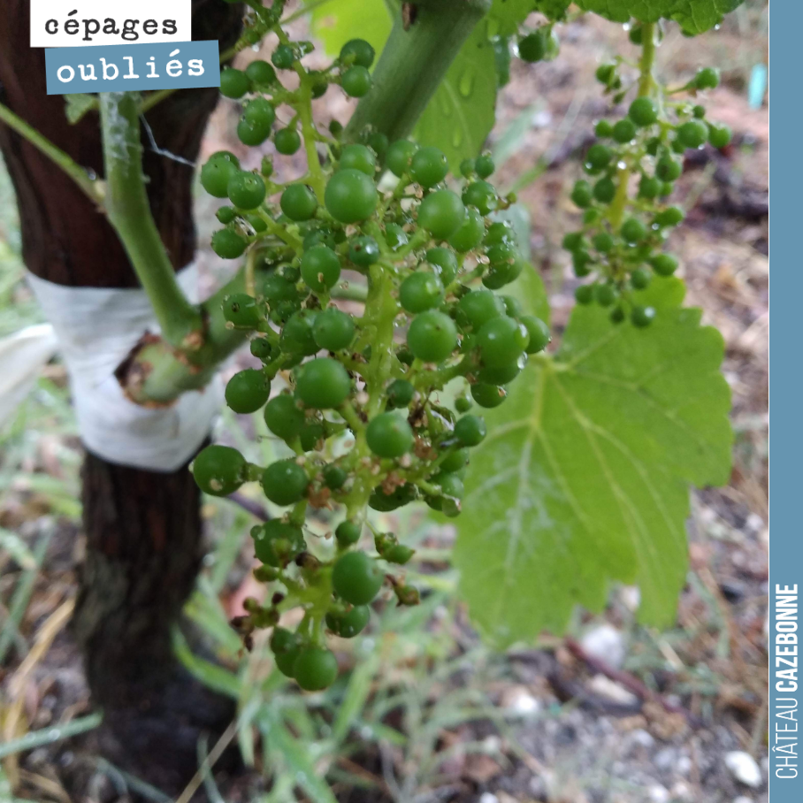 Quelques grappes éparses sur nos pieds surgreffés. On ne récoltera pas ces grappes aux maturités trop hétérogènes. Mais cela nous permettra de goûter le raisin de Mancin, de Sauvignonasse et de Cas...