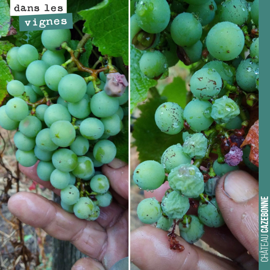 Les grappes belles même si certains grains se sont desséchés sous l’effet de la canicule. Mais dans la globalité, les vignes n’ont pas trop souffert. La pluie est venue à temps.