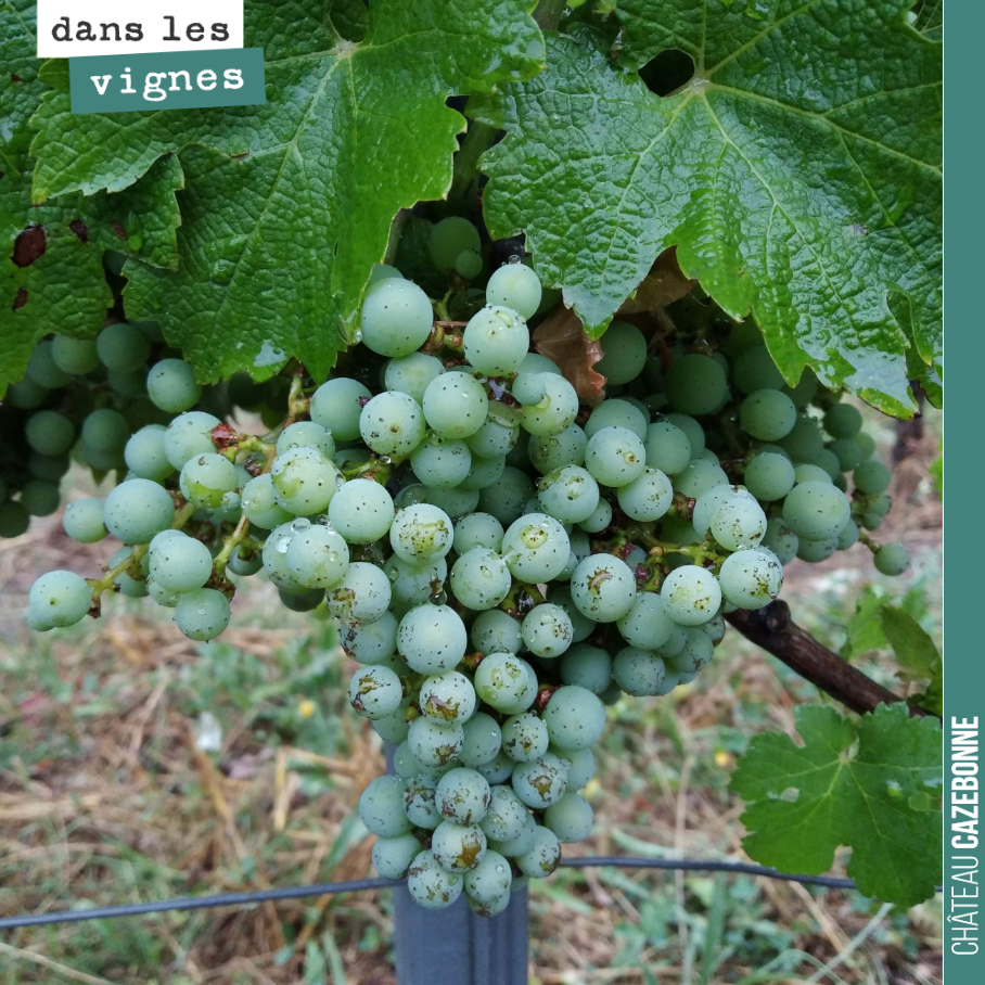 Magnifique grappe, espérance d’une belle récolte.