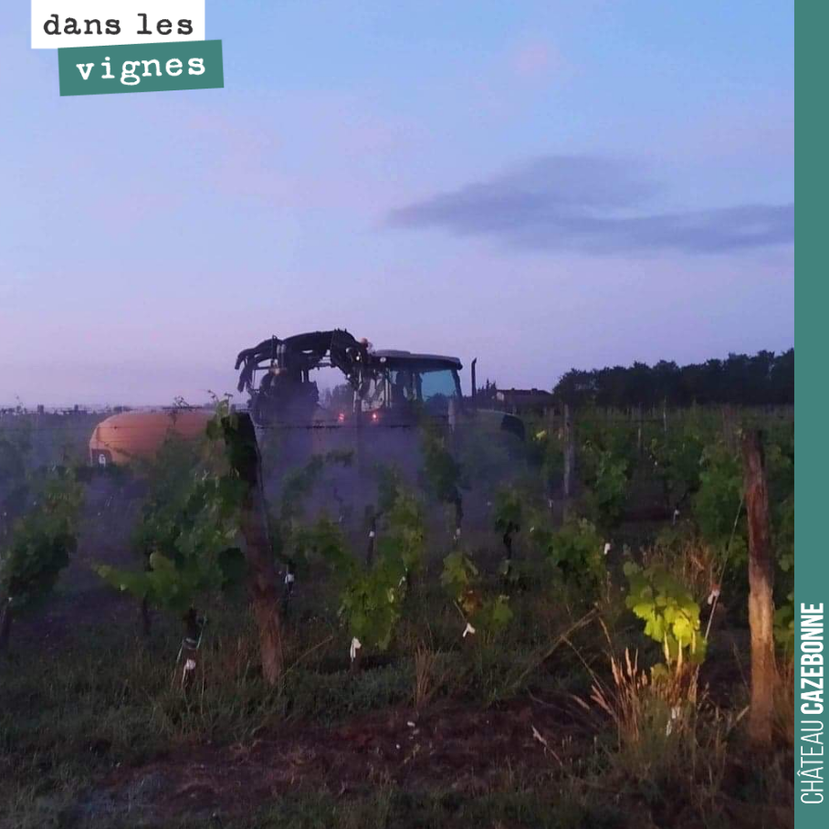Traitement aux aurores ce matin. Un peu de cuivre, une dynamisation de tisanes. Histoire de ne pas laisser de place pour le mildiou, notamment le mosaïque qui se développe sur le feuillage et pourr...