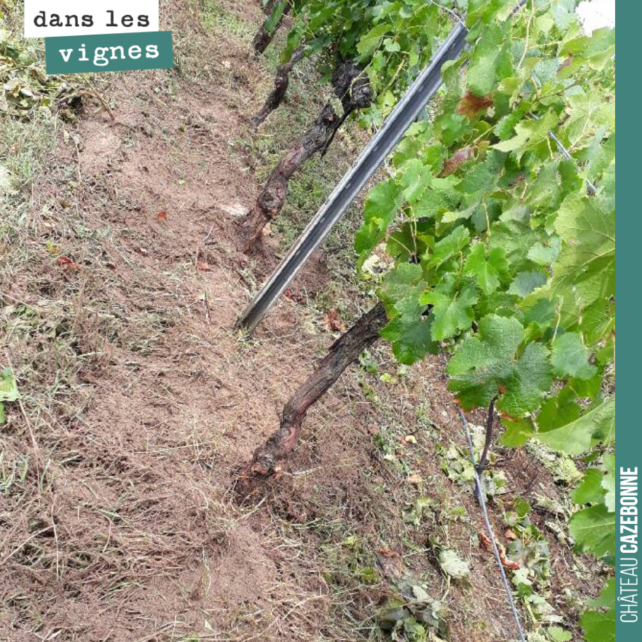 On a testé sur une parcelle particulièrement enherbé le Rotofil Clemens. Intéressant. La gestion de l’enherbement est une question primordiale en Bio et les solutions sont aujourd’hui nombreuses.