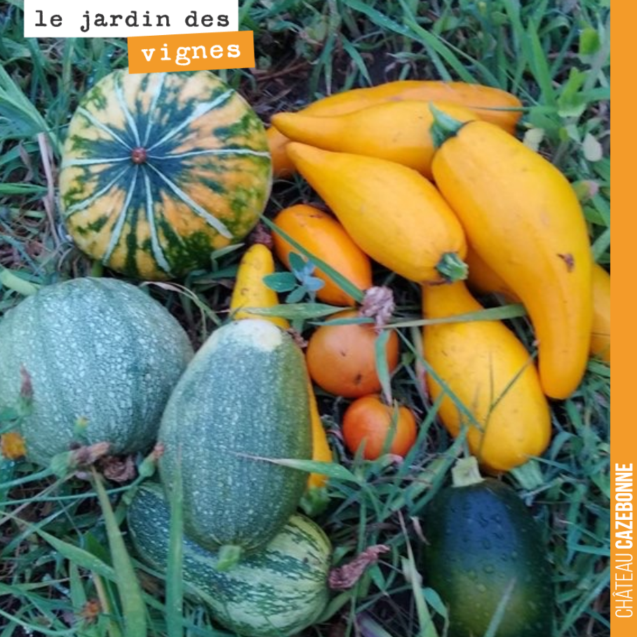On continue à récolter quelques légumes au Jardin des vignes. Les pluies du week-end dernier ont fait beaucoup de bien.