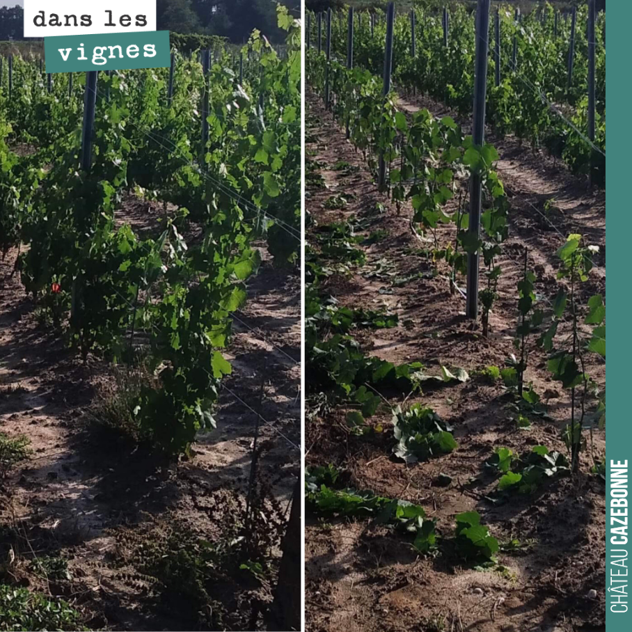 Avant / après :
On mandronne les jeunes plantes de l’année dernière. Il s’agit de plier les sarments, les attacher au fil pour former le futur cep à la bonne hauteur. On épampre au passage les pou...