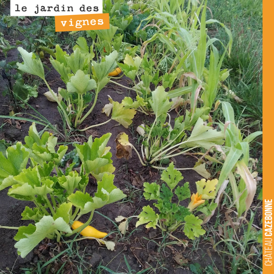 Le jardin des vignes a souffert de la sécheresse. En témoignent ces feuilles bien jaunes, mais la pluie est passée par là et les légumes vont repartir de plus belle.
