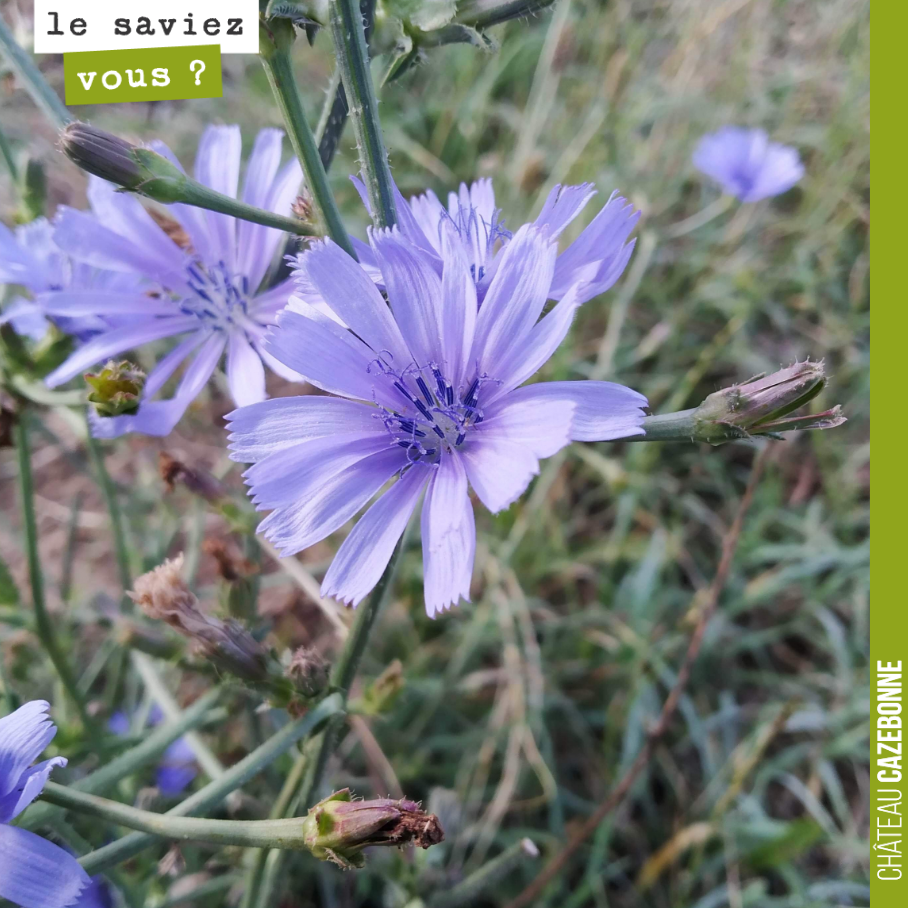 Connaissez vous le nom de cette plante ?