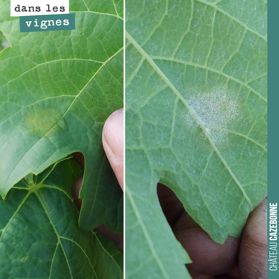 Tache de mildiou repérée sur les jeunes plantes de Castets. On a fait un petit cuivre préventif hier pour éviter toute contamination, surtout que l’on annonce de la pluie pour les prochains jours.