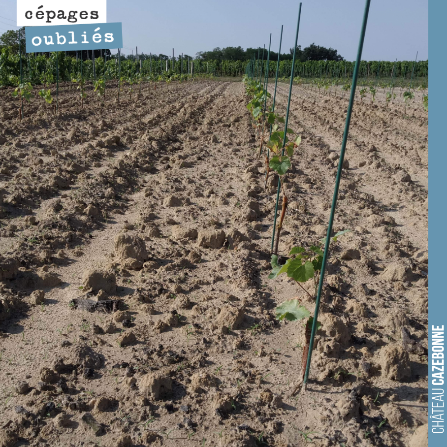 Nos plantations poussent dans de parfaites conditions désormais, avec de l’eau dans le sol et de la chaleur (sans excès). Elles vont pouvoir effectuer leur mise en réserve pour l’hiver.