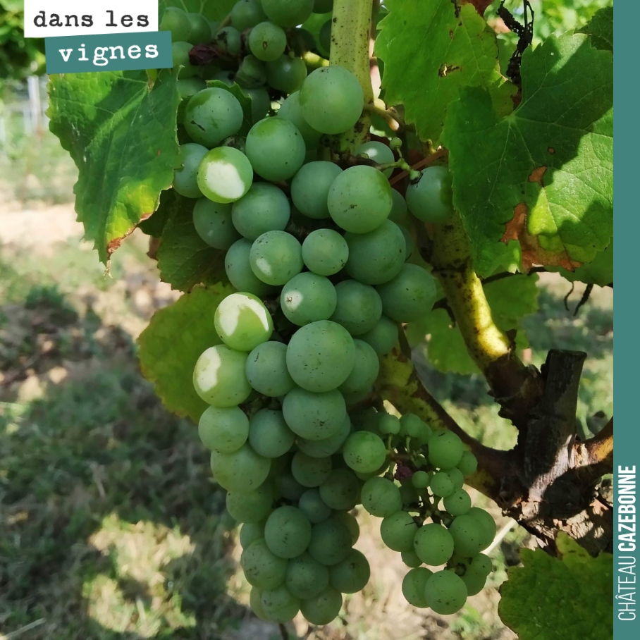 Les pluies ont bien profité aux grappes, les baies grossissent à vue d’oeil, ces derniers jours. Ici une grappe de sauvignon gris.