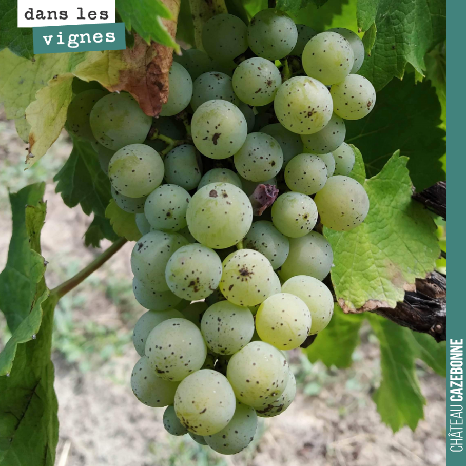 La véraison est bien là sur les blancs. Ici une jolie grappe de sauvignon sur notre parcelle de Cazebonne, un pied épargné par les chèvres qui avaient broutées cette parcelle au mois d’avril.