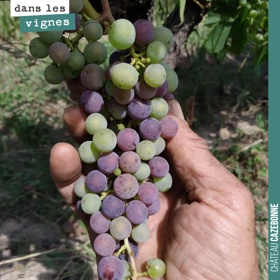 La véraison avance bien pour les rouges. Les conditions sont idéales. De l’eau dans le sol, une chaleur sans excès. La vigne en profite et ne soufre pas. Elle peut bien alimenter les grappes.