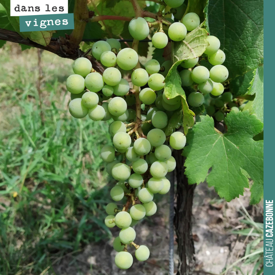 Encore quelques jours avant la véraison des cabernet sauvignon. Nous n’aurons pas de vendange précoce cette année. Récolte des cabernet sauvignon autour du 10 octobre probable avec de l’hétérogénéi...