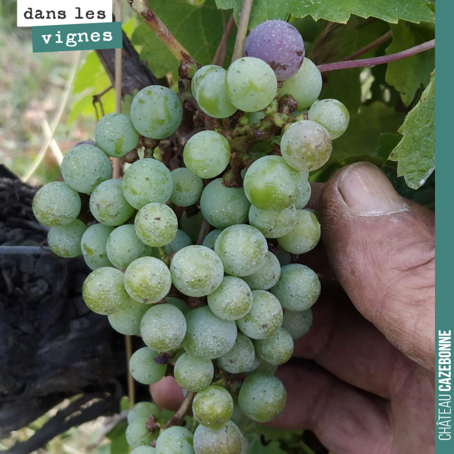 Première graine de véraison sur cabernet sauvignon.