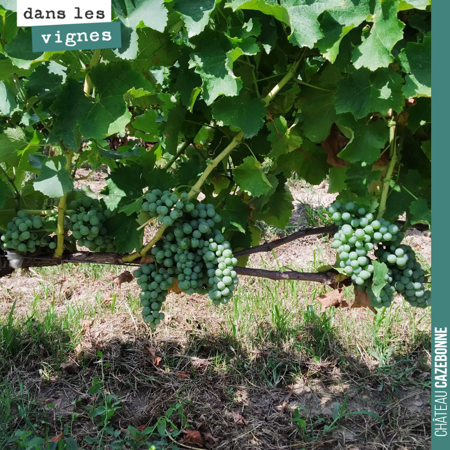 Jolie charge sur les sauvignons cette année. Bien répartie, pas trop de grappes, bien espacées. Cela devrait permettre de récolter de très beaux raisins début septembre.