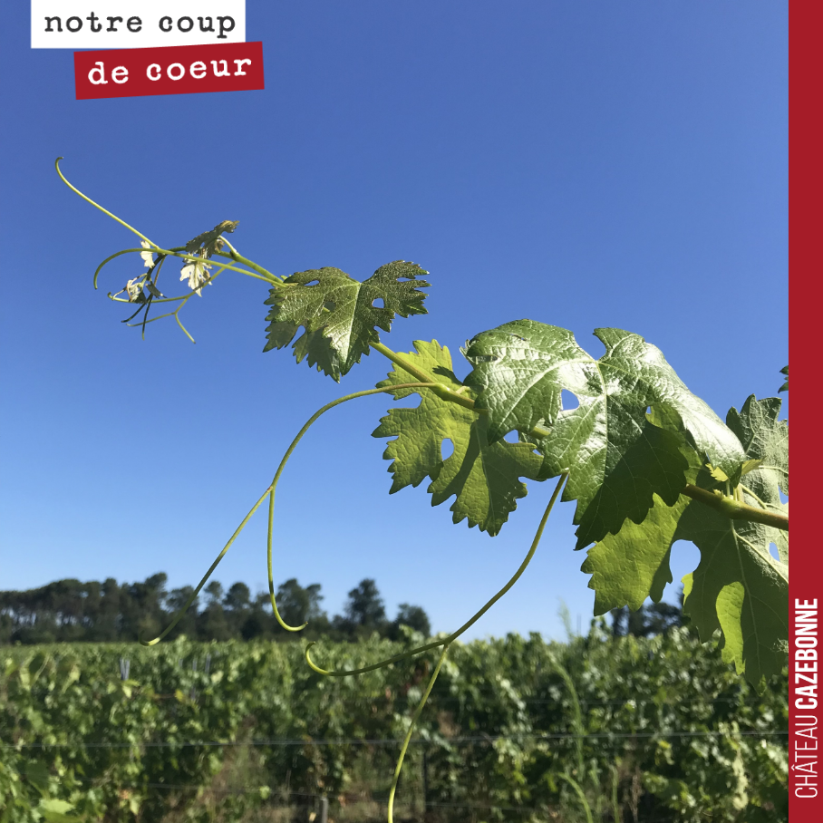 La vigne est magnifique cette année. Aucune attaque de mildiou. Un feuillage d’une très belle couleur. Il y a avait juste quelques blocages au niveau des grappes du fait de la sécheresse, mais ces ...