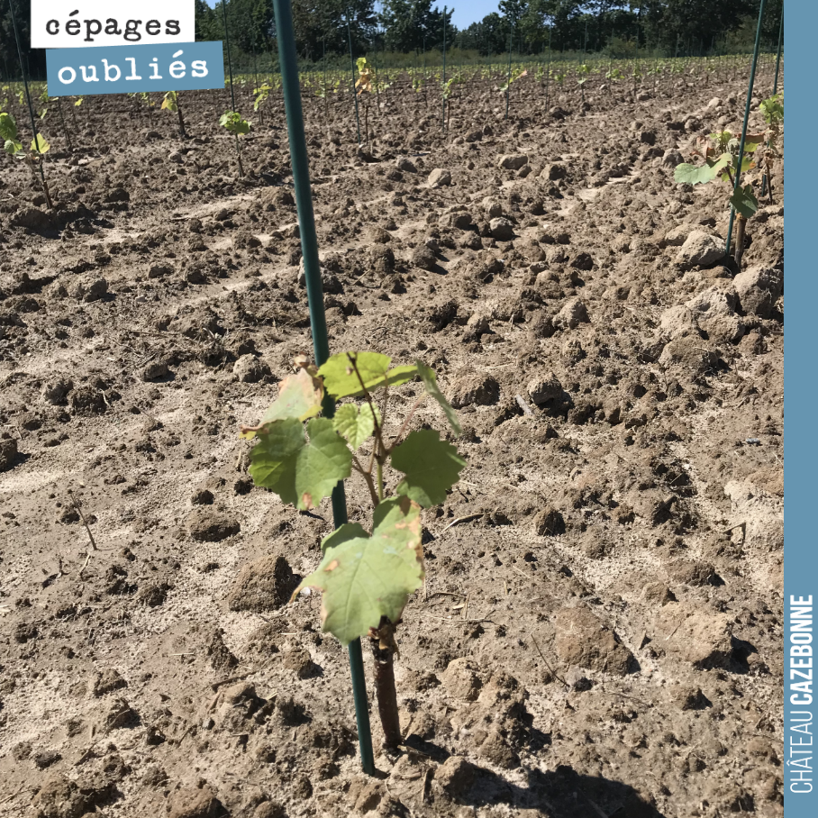 Notre parcelle du Maine aujourd’hui plantée en Fer Servadou, Petit pejac, Gros cabernet, Gros verdot, Prueras et Sauvignonasse.
On aura bientôt du boulot pour gérer aux vendanges la collecte à mat...