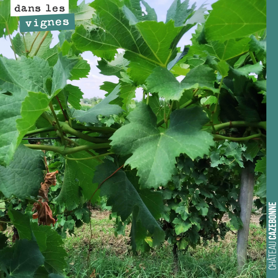 La vigne est magnifique sur l’un des rangs que nous avons tressés. Hâte de voir les résultats sur les raisins aux vendanges.