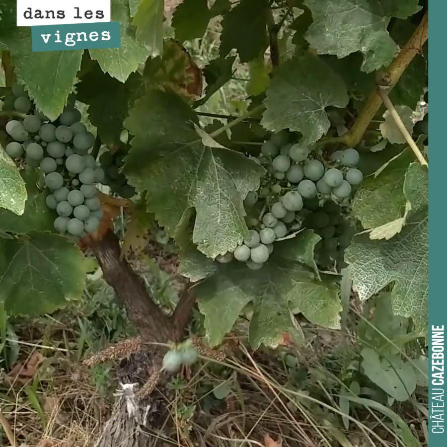 L’effeuillage permet d’éclaircir autour des grappes. Cela facilite le travail du vendangeur et permet de limiter les risques de pourriture lors des vendanges.
