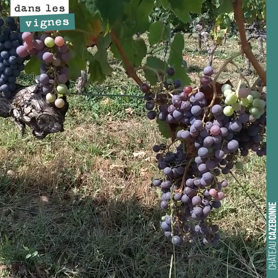 Joli cordon de grappes de merlot. Pas trop chargé, juste ce qu’il faut pour produire d’excellents raisins.