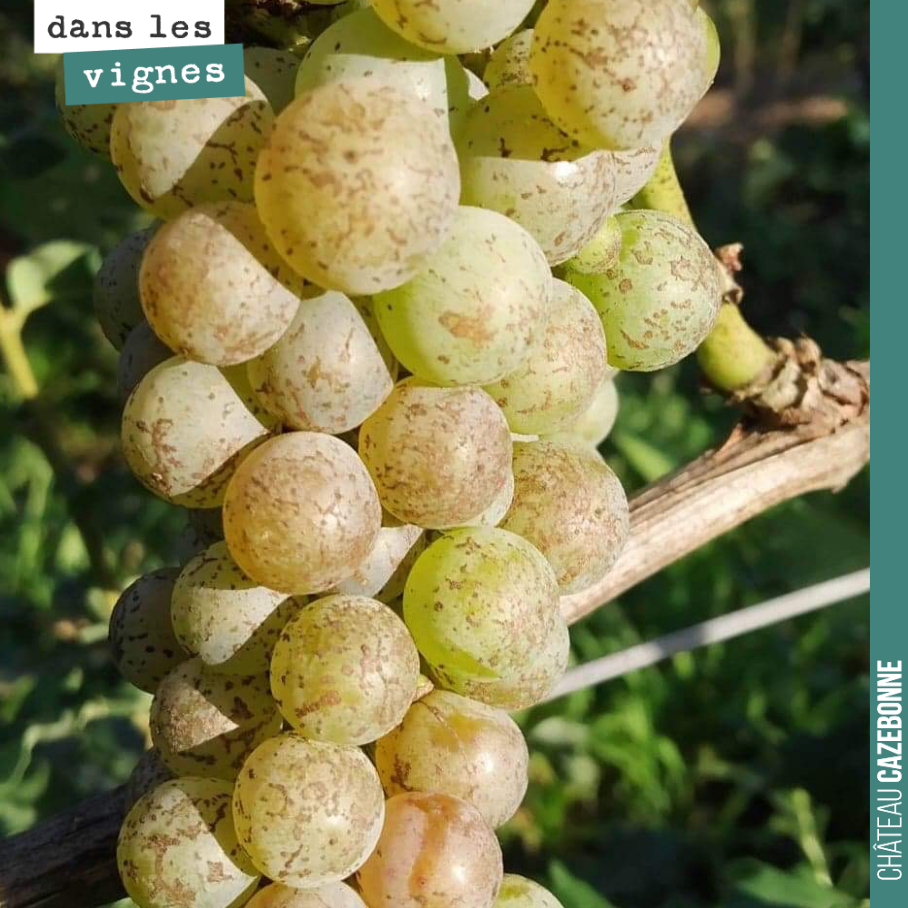 Le sauvignon gris commence à prendre ses couleurs roses si caractéristiques. On devrait faire une jolie cuvée avec ce sauvignon gris !