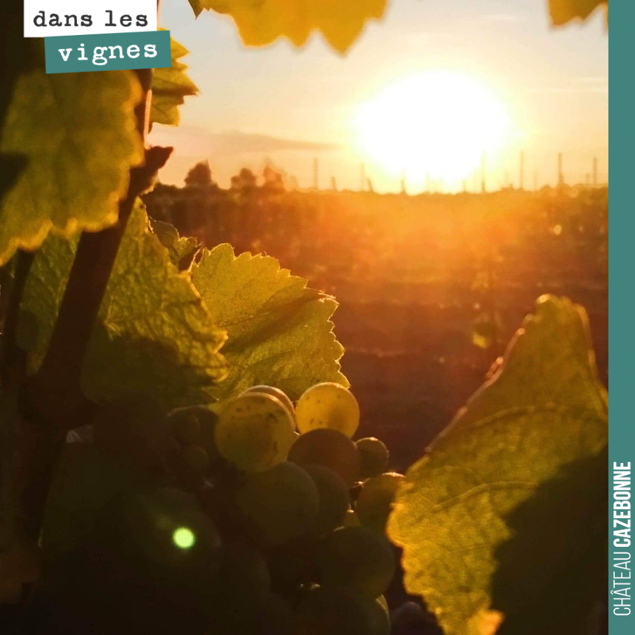 Lever de soleil sur les vignes.