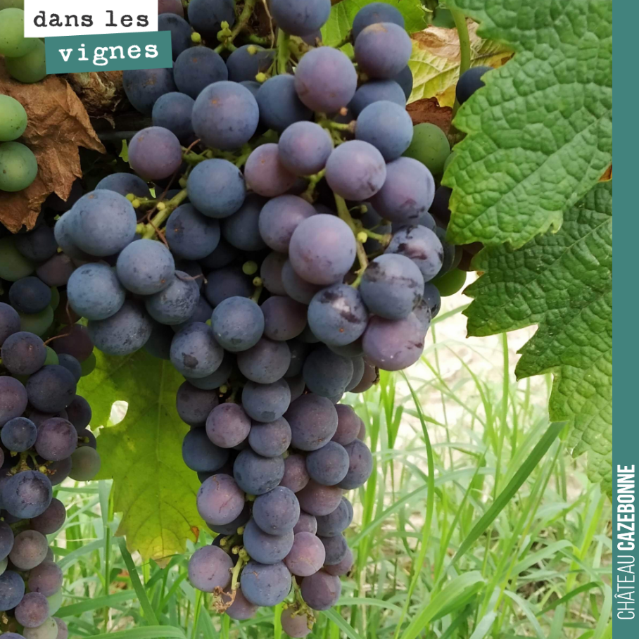 Le merlot mûrit, doucement mais sûrement.