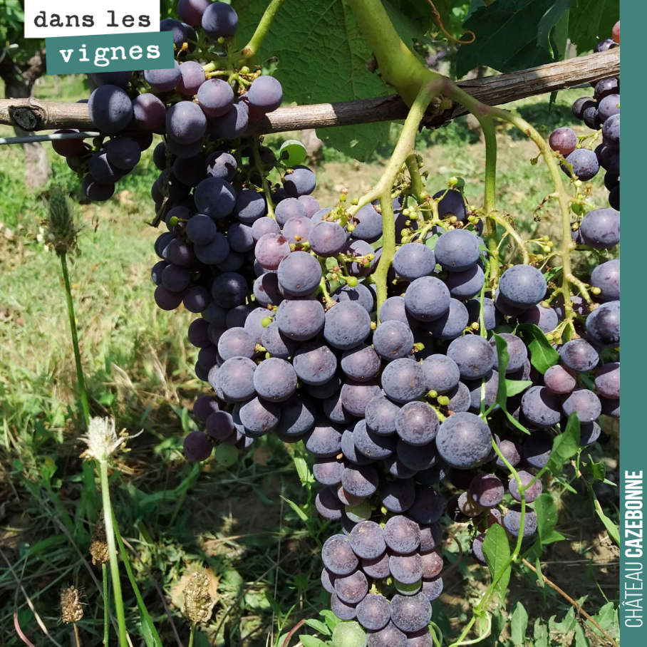 La véraison est maintenant terminée sur les merlots. Plus qu’à attendre patiemment les vendanges !