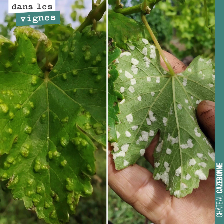 Dans la série des maladies de la vigne, l’érinose. Cette maladie est provoquée par de petits acariens qui se développent sous la feuille et provoquent ces petites boursouflures sur la feuille. Ce n...