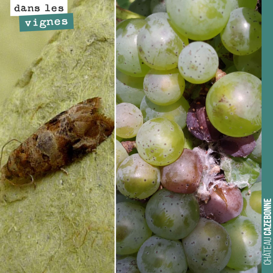 L’eudemis, ce petit insecte, est un fléau pour la vigne. On a repéré quelques grappes touchées. On prépare un poudrage au soufre et à l’argile, qui va permettre d’éloigner l’insecte des grappes.
P...