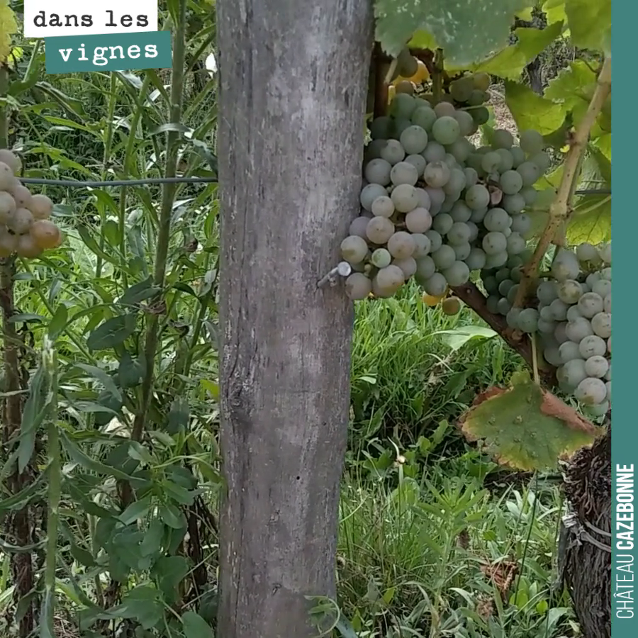 Joli cordon de sauvignon gris. Les baies commencent à se teinter de jolies couleurs.