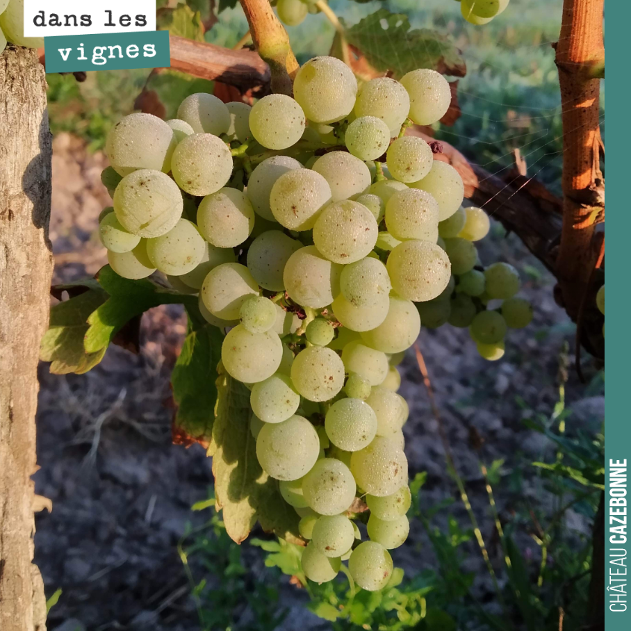 Les premières vendanges du sauvignon ne vont plus traîner. On a fait le tour des parcelles hier pour goûter les blancs. D’étonnantes différences de maturité sur le même cépage. Probablement, qu’il ...