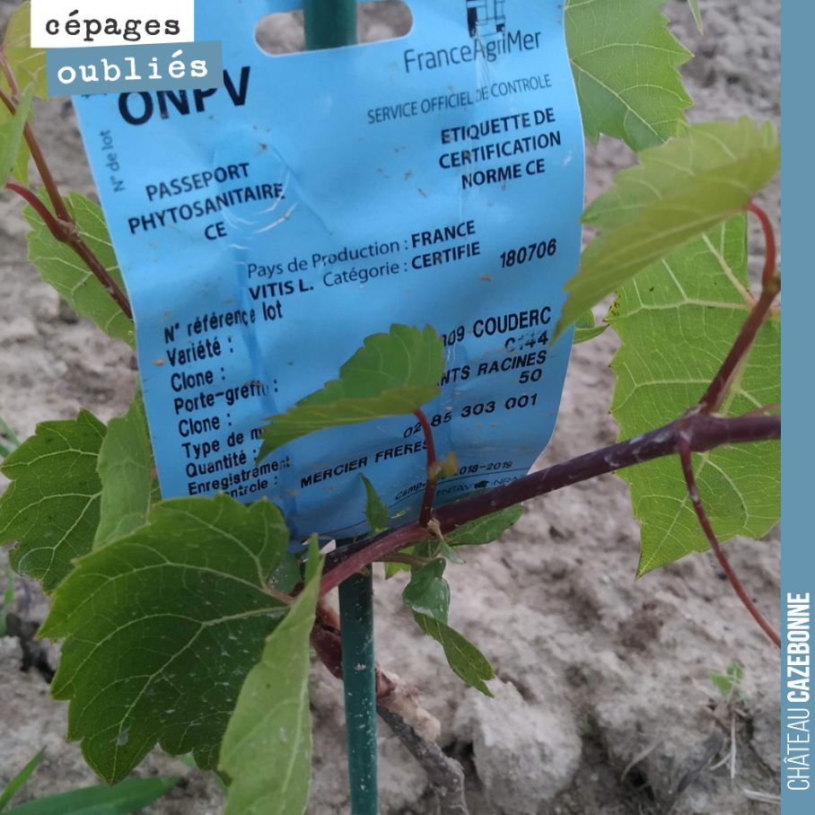 Cette année nous avons planté des porte-greffes directement dans les vignes. Cela va permettre une meilleure implantation du pied et on fera dans 2-3 ans un surgreffage en chipbud d’un cépage dessu...