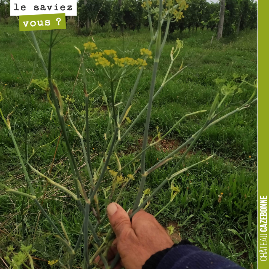 Connaissez vous le nom de cette plante ?