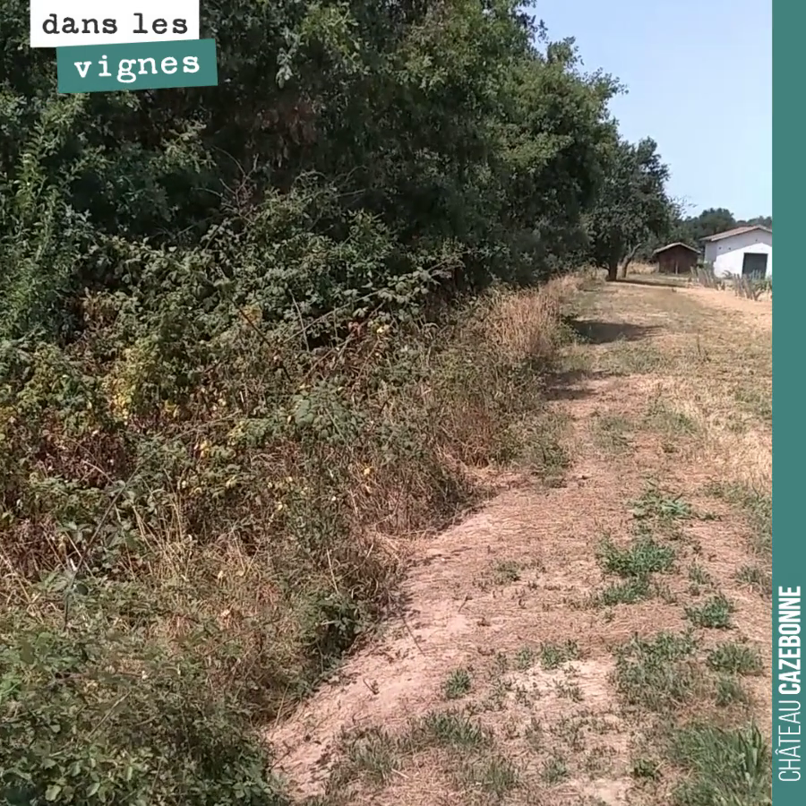 Montez le son !
Écoutez le chant des cigales, on se demande si on est bien en Gironde.