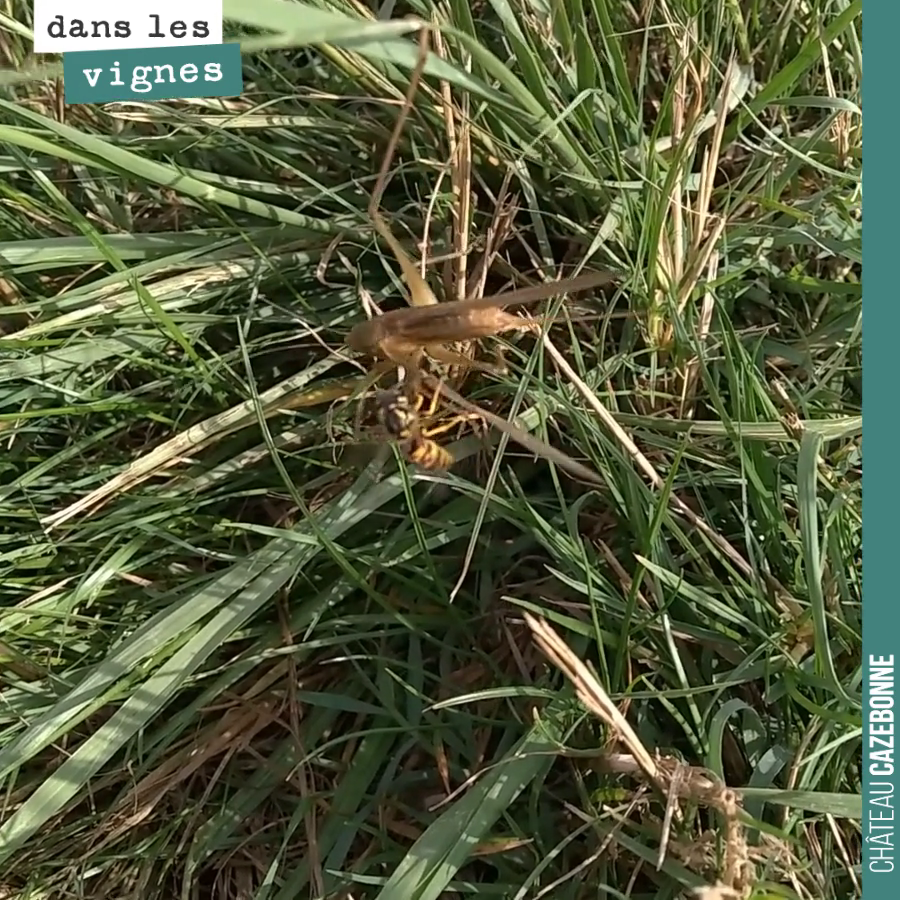 Cruauté et beauté de la nature. Deux guêpes attaquent un insecte et en font leur festin.