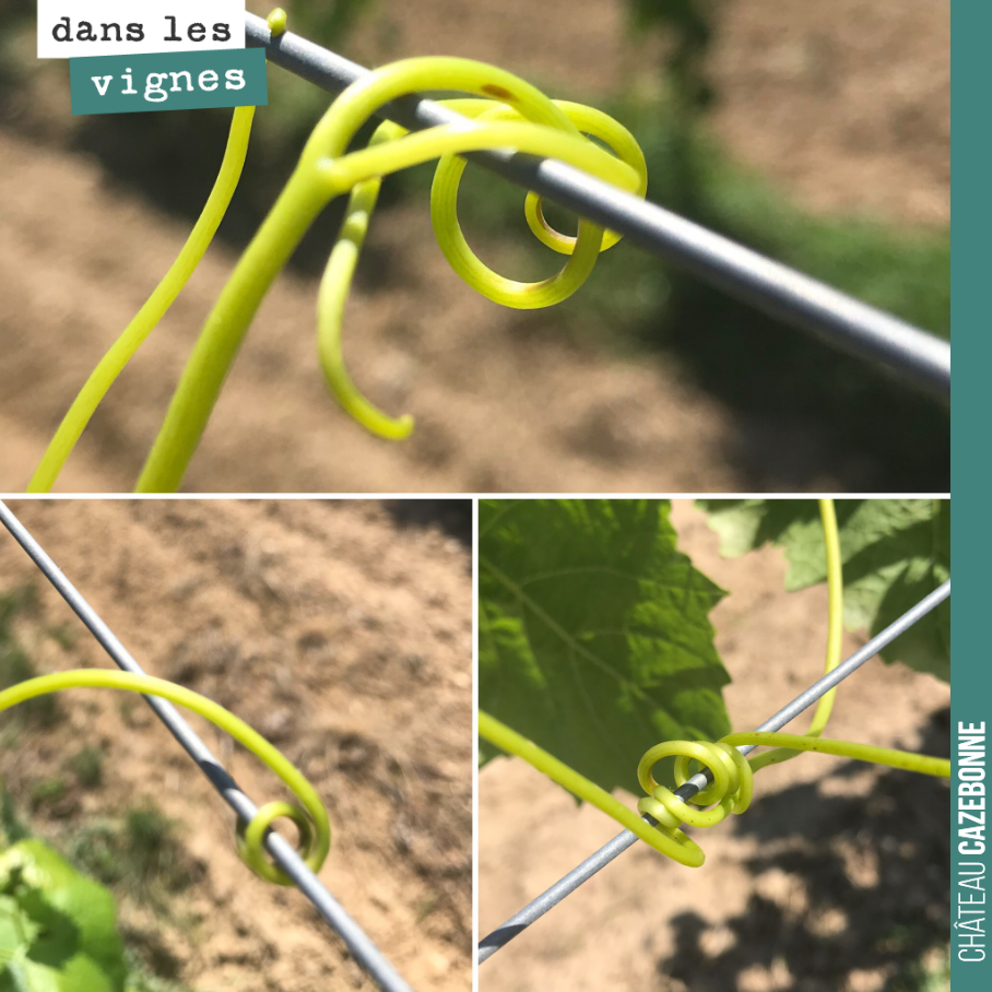 Je ne cesserai jamais de m’émerveiller devant la beauté des vrilles de la vigne.